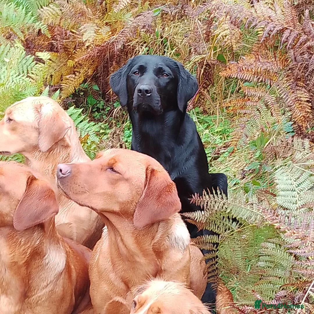 Labrador Retriever dogs for sale: Kc reg fox red Labradors  - Advert 23