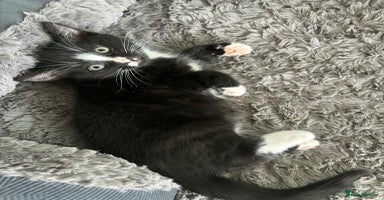 Mixed Breed cats Beautiful Black and White Kittens - Advert 9