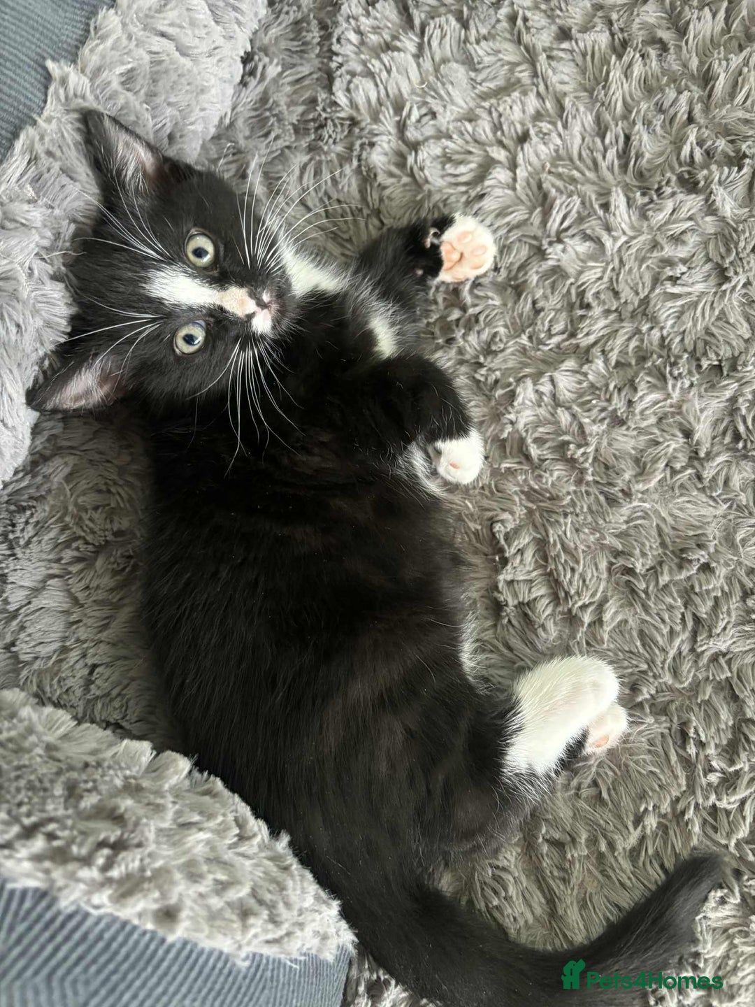 Mixed Breed cats for sale: Beautiful Black and White Kittens - Advert 3