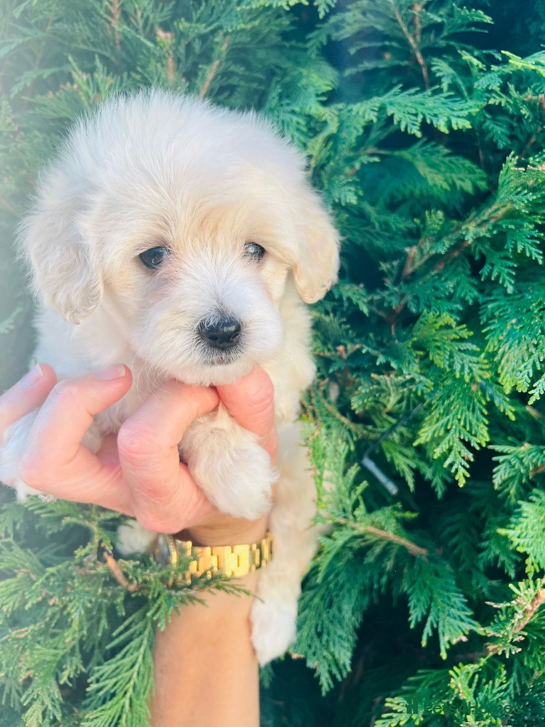 Maltipoo dogs for sale: Maltipoo puppies - Image 10