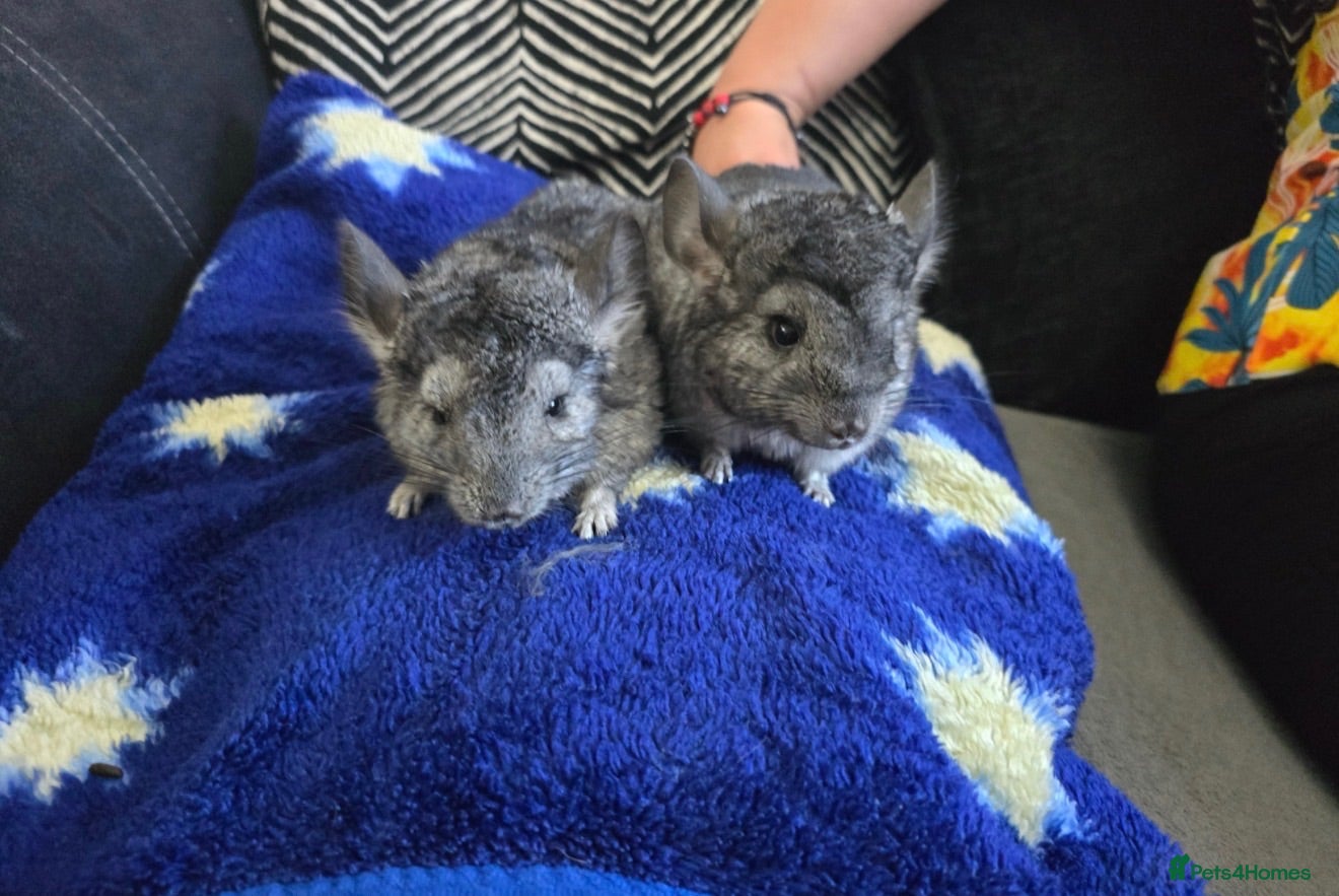 Chinchilla rodents Chincilla  - Advert 1