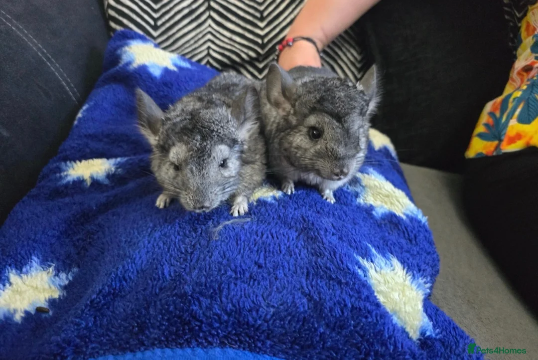 Chinchilla rodents for sale: Chincilla  in Bournemouth - Advert 1