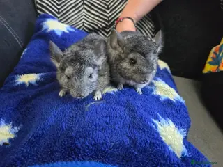 Chinchilla rodents Chincilla - Advert 1