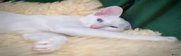 Oriental cats for sale: White Oriental Female Available 🤍 in Dingwall - Advert 14