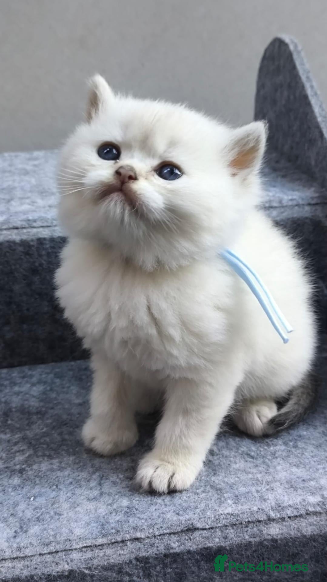 British Shorthair cats PURE-BSH kittens- TIKA registred - Advert 19
