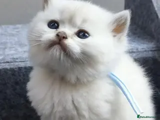 British Shorthair cats PURE-BSH kittens- TIKA registred - Advert 7