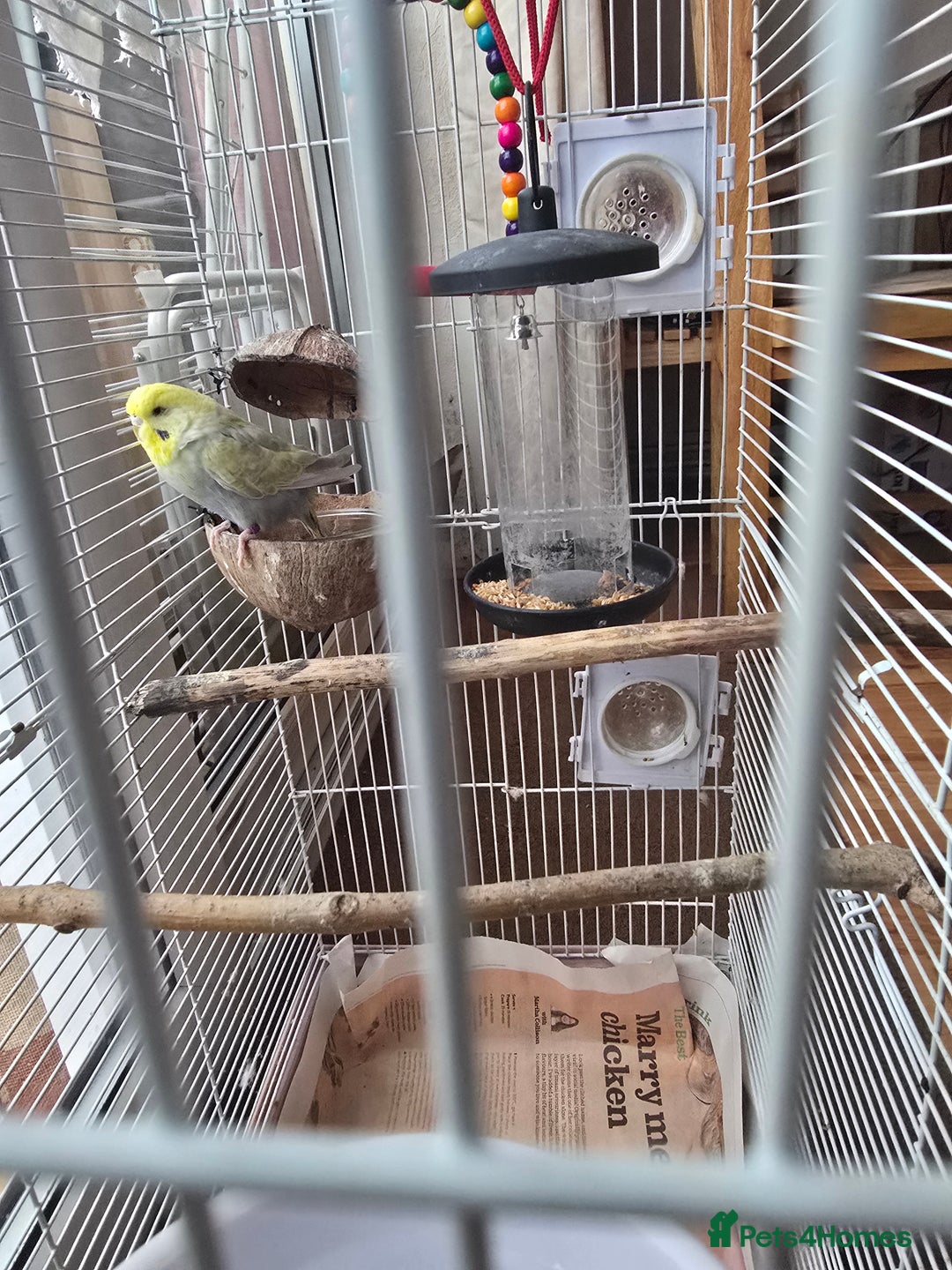 Budgerigars birds for sale: Budgerigar - Advert 2