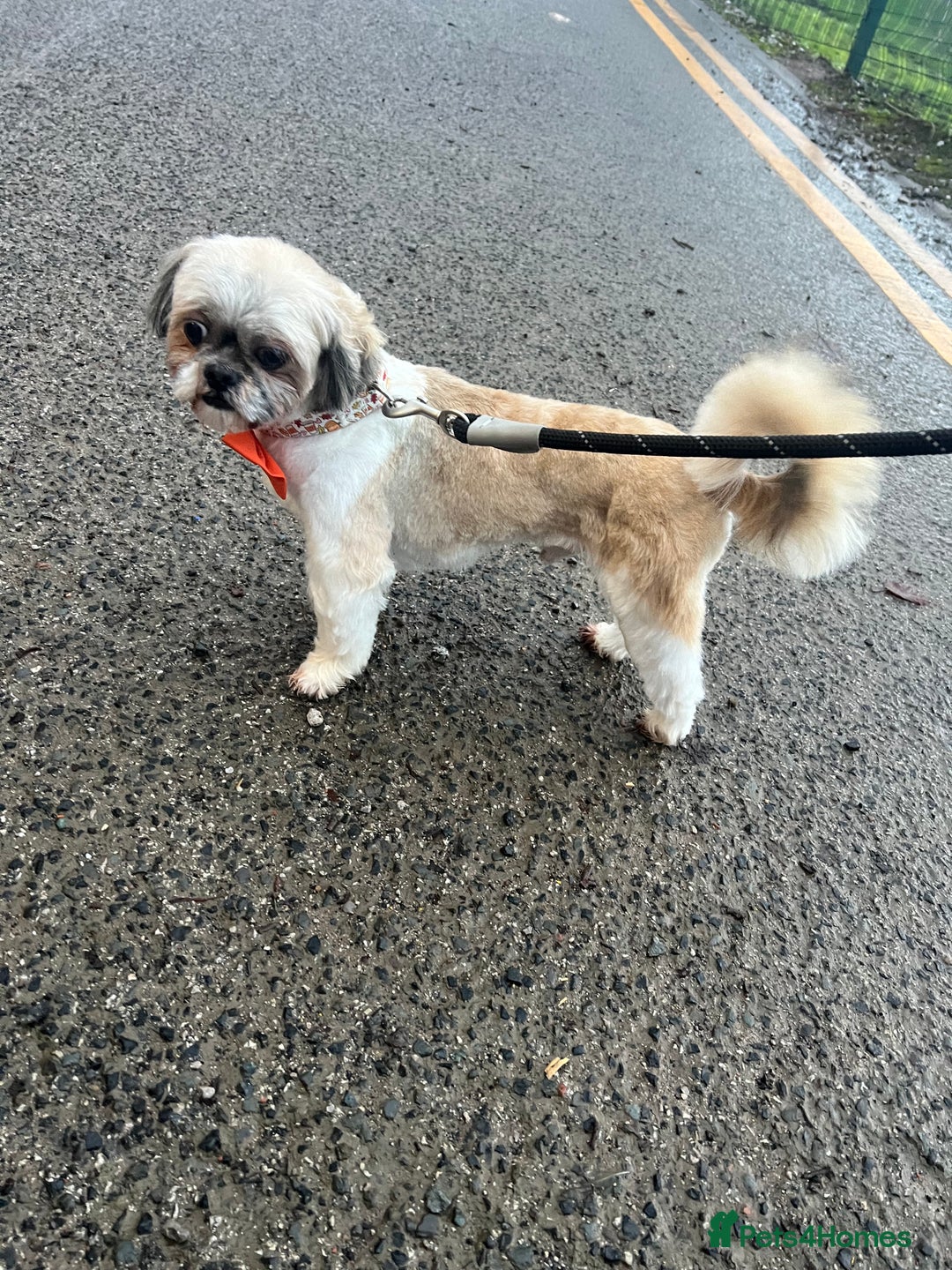 Shih Tzu dogs for stud: Imperial shih tzu stud ( miniature shih tzu )  - Advert 6