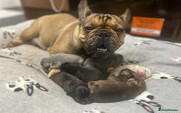 French Bulldog dogs for sale: Beautiful french bulldog puppies  - Image 9