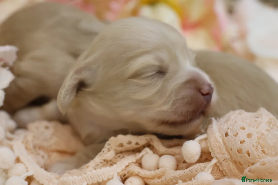 Miniature Dachshund dogs for sale: KC Cream Longhair Miniature Dachshunds - Advert 2