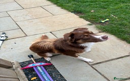 Borador dogs for sale: Labrador collie for sale  - Image 6
