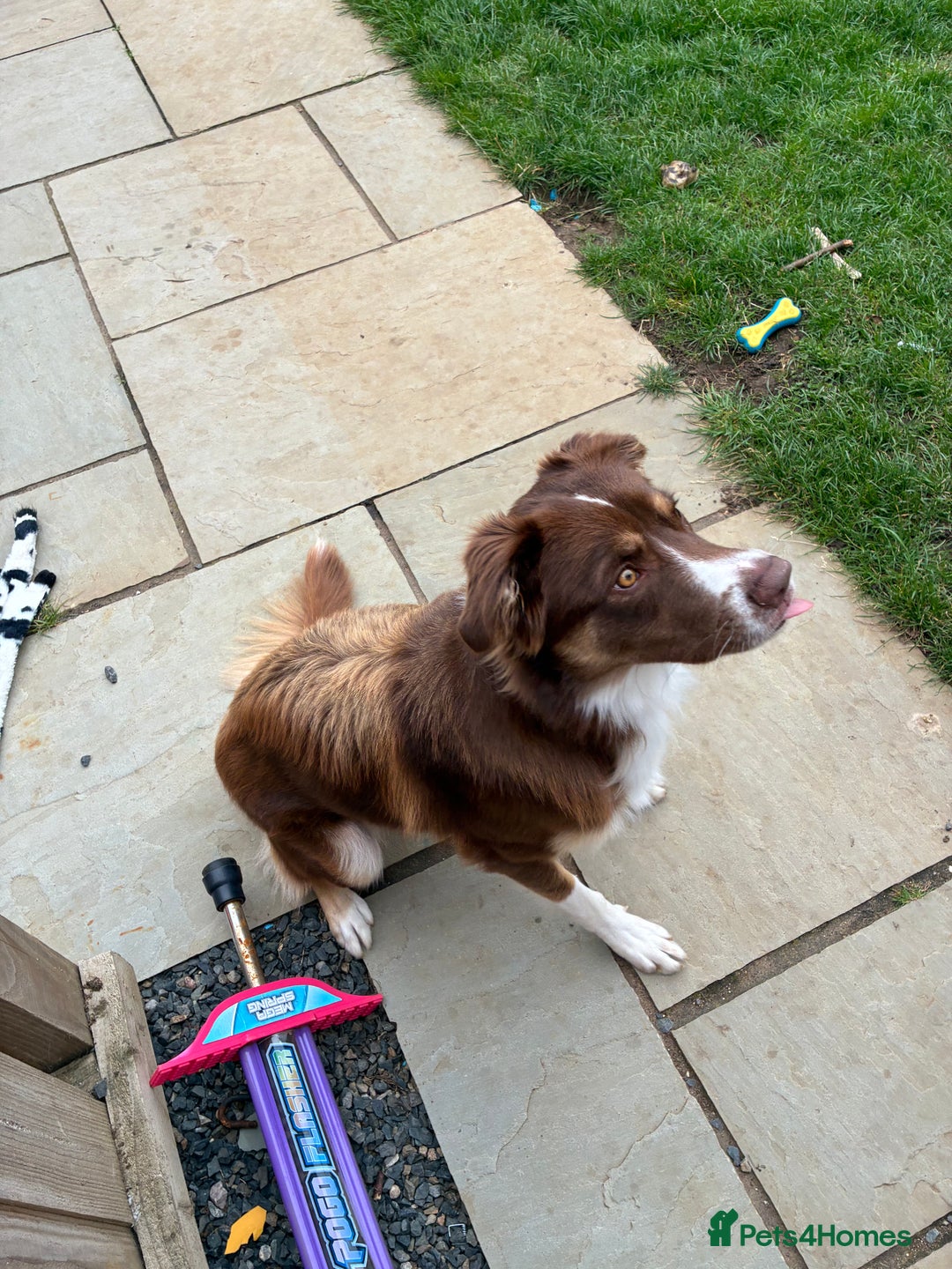 Borador dogs for sale: Labrador collie for sale  - Image 6