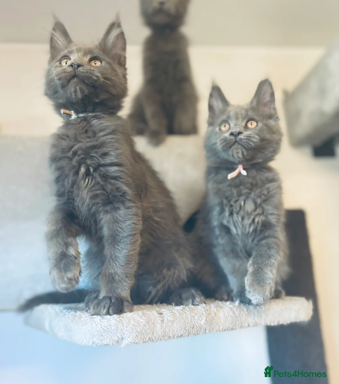 Maine Coon cats for sale: 💙*🦁*BLUE MAINE COON*💎*KITTENS*🦁*💙 - Advert 2