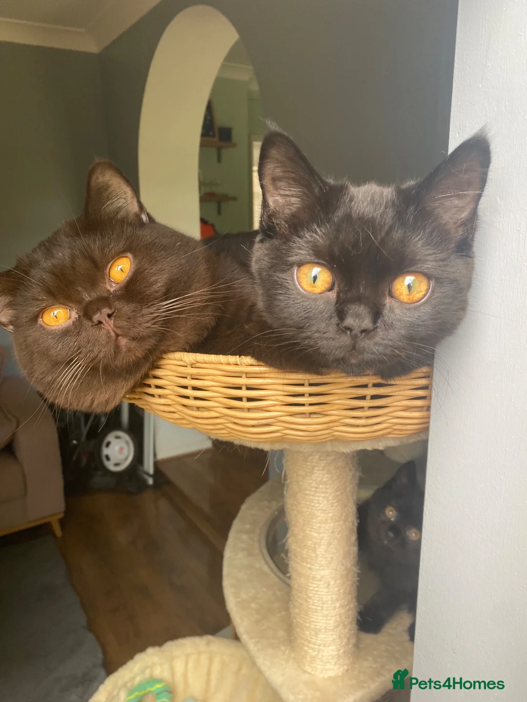 British Shorthair cats for sale: Beautiful British Shorthair Male  - Advert 2