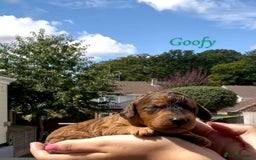 Cockapoo dogs for sale: Gorgeous F2B Cockapoos - Image 12