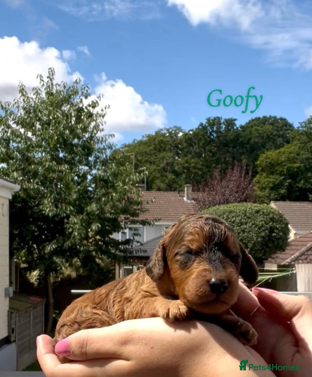 Cockapoo dogs for sale: Gorgeous F2B Cockapoos - Image 12