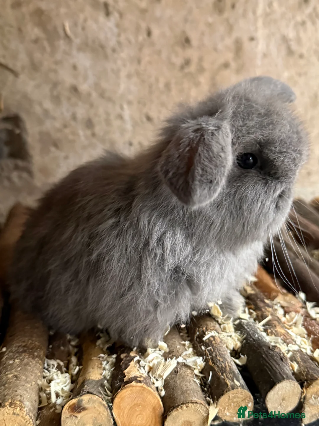 Mini Lop rabbits for sale: Exceptional BRC mini lops  - Advert 7