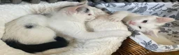 Turkish Van cats for sale: Gorgeous Turkish Van Kittens in Potters Bar - Advert 12