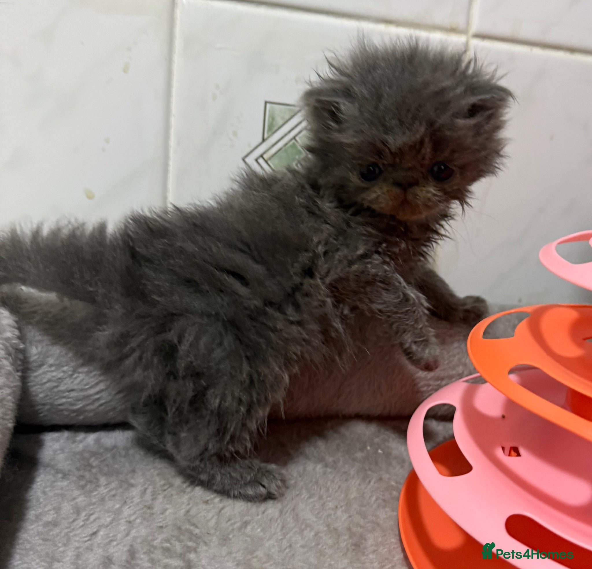 Persian cats GCCF registered Persian kittens  - Advert 1