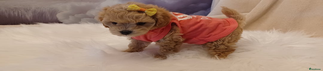 Maltipoo Puppy Yellow Collar 