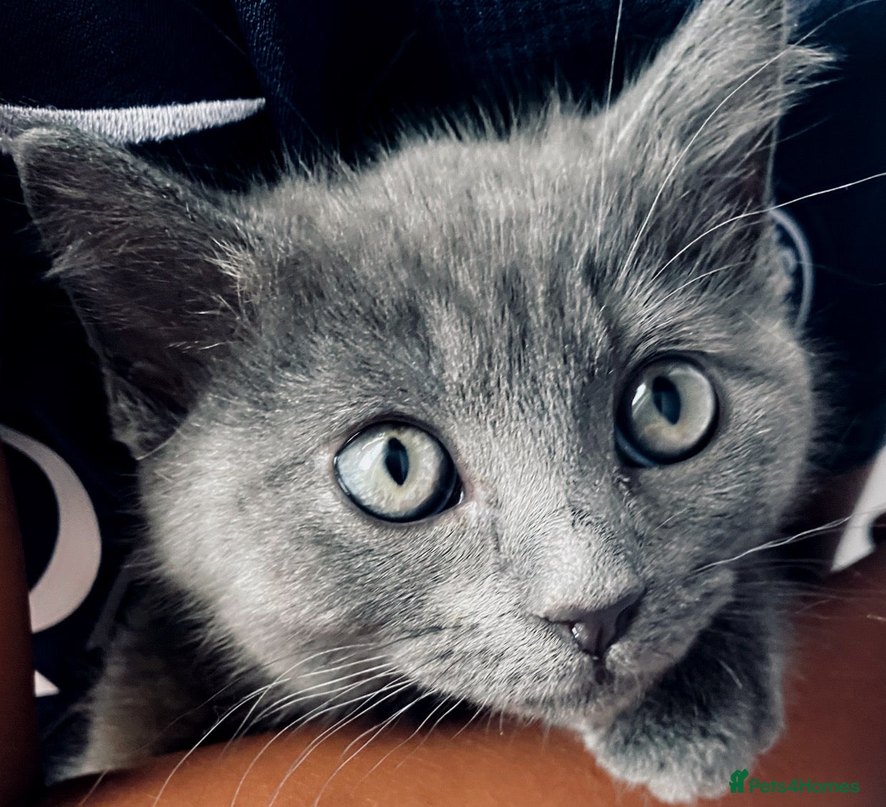 Ragdoll cats 10 week old, male, Ragdoll x Bengal  - Advert 17