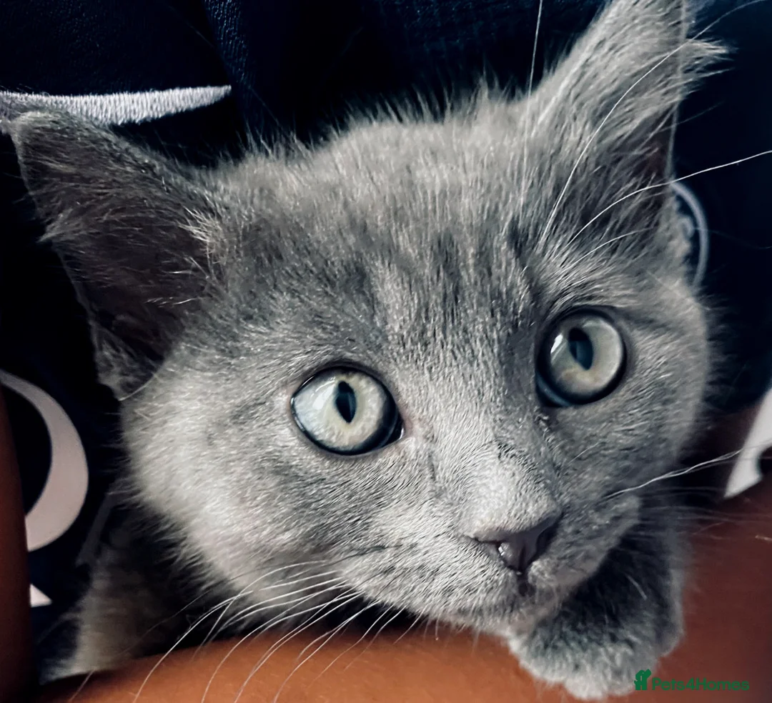 Ragdoll cats for sale: 10 week old, male, Ragdoll x Bengal  - Advert 1