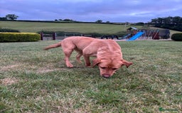 Labrador Retriever dogs for sale: ⭐️ Madi - Looking for new home ⭐  - Image 2