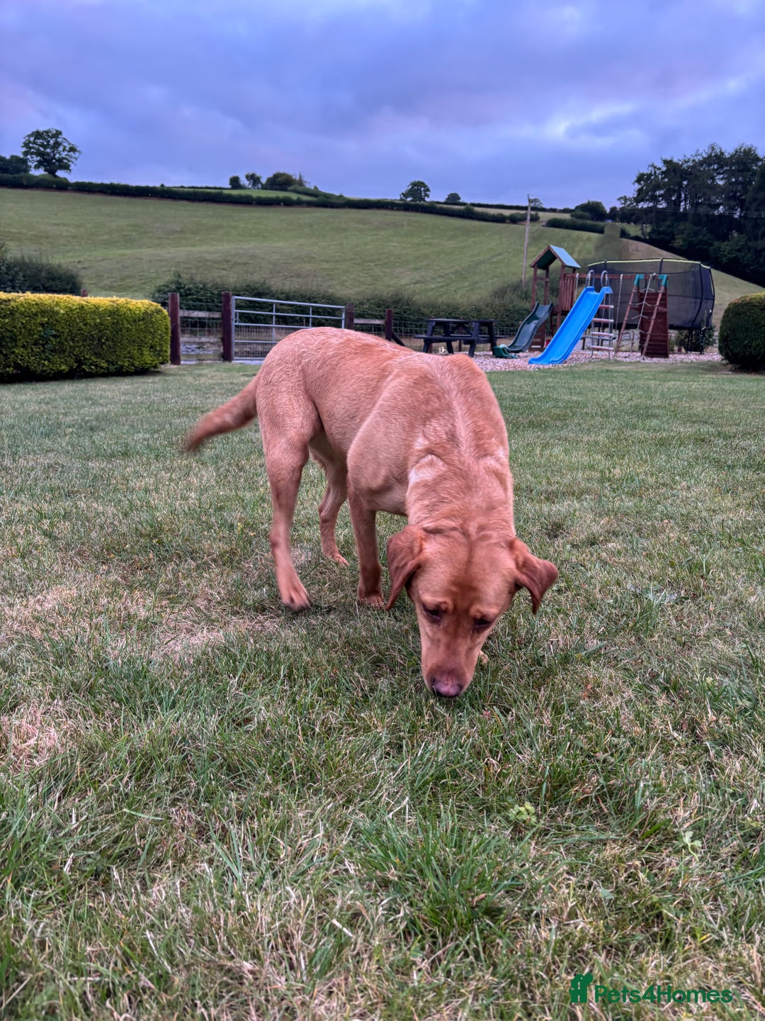 Labrador Retriever dogs for sale: ⭐️ Madi - Looking for new home ⭐  - Image 2