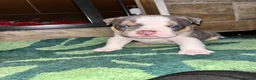 Olde English Bulldogge dogs for sale: 8 beautiful and chunky puppies amazing colours 🤩 in Coventry - Advert 20