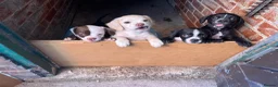 Mixed Breed dogs for sale: Boston cross frenchie - Advert 9