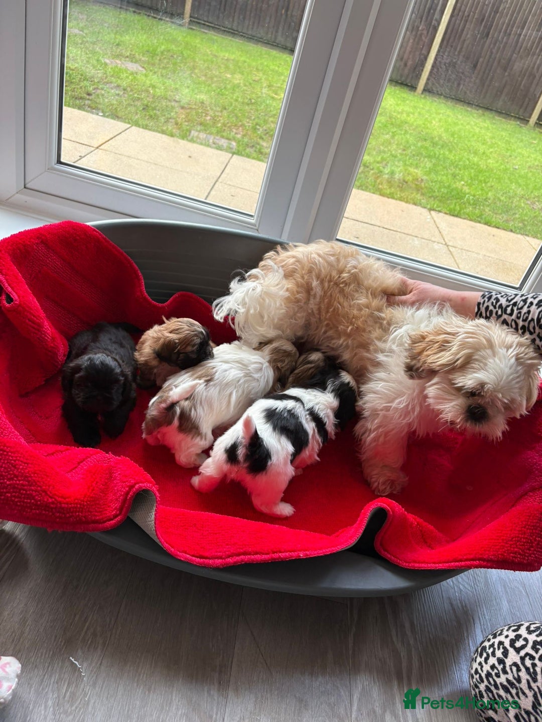 Shih Tzu dogs for sale: Beautiful male shih tzu pups - Advert 1