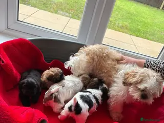 Shih Tzu dogs Beautiful male shih tzu pups - Advert 6