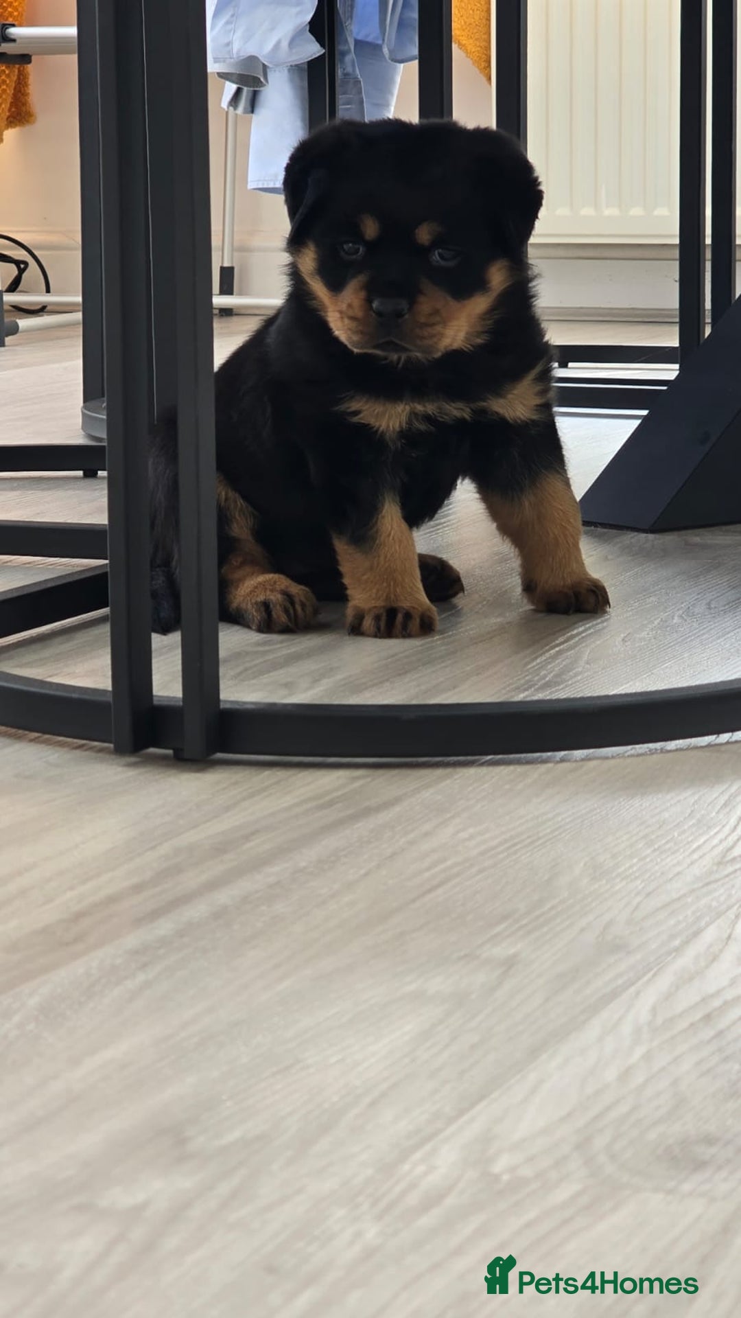 Rottweiler dogs for sale: True Quality Rottweiler Female Puppy  - Image 7