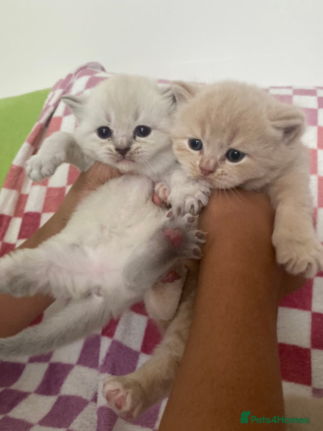 British Shorthair cats for sale: Gorgeous British shorthair kittens - Image 20