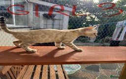 Bengal cats for sale: 5 Bengal kittens , 2 boys and 3 girls  - Image 27