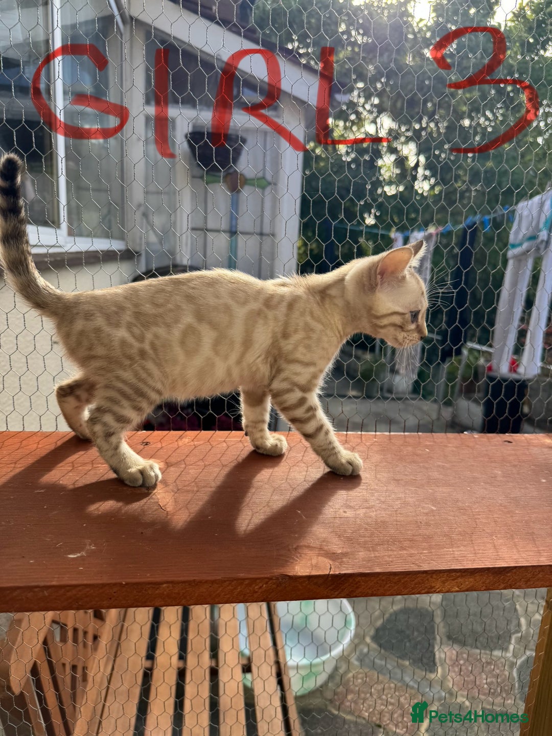Bengal cats for sale: 5 Bengal kittens , 2 boys and 3 girls  - Image 27