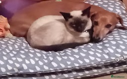 Siamese cats for sale: Siamese kittens - Image 1