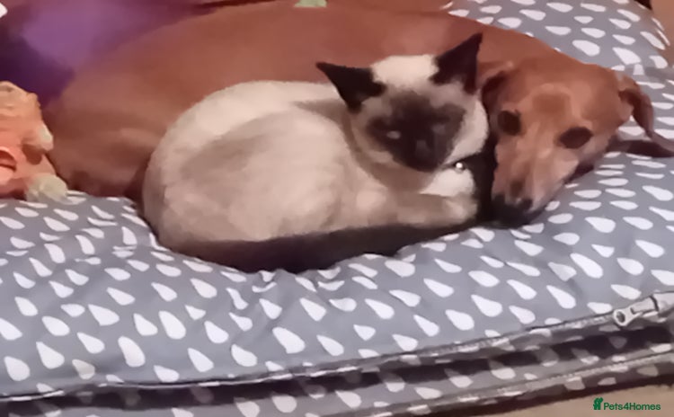 Siamese cats - Advert 1