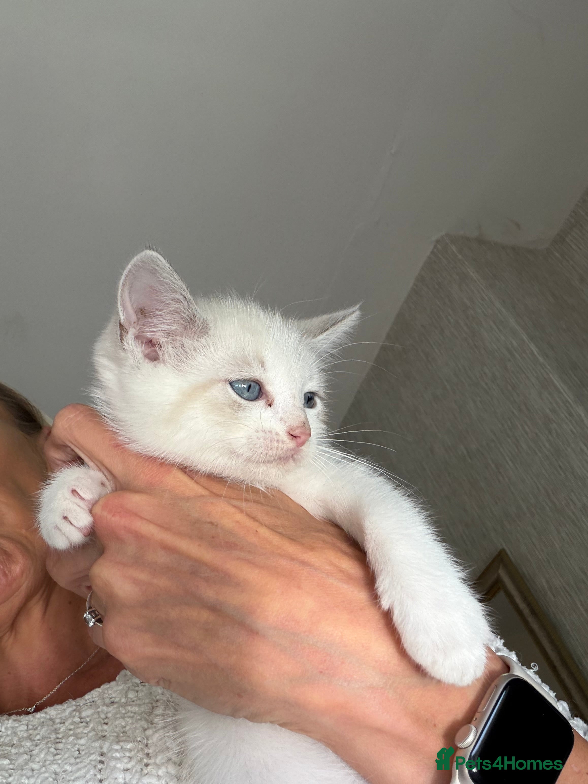 Ragdoll cats Full Ragdoll Kittens - Ready now Mink - Advert 2