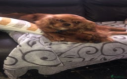 Cavalier King Charles Spaniel dogs for sale: Cavalier King Charles spaniel puppies 3 bitches  - Image 5