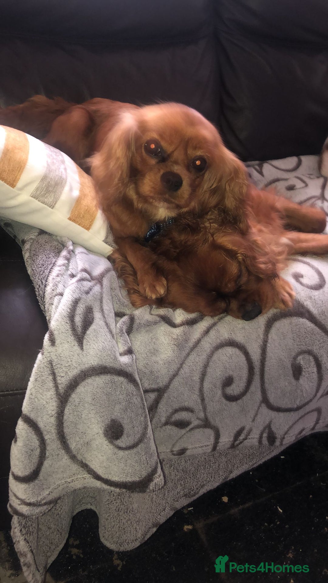 Cavalier King Charles Spaniel dogs for sale: Cavalier King Charles spaniel puppies 3 bitches  - Image 5