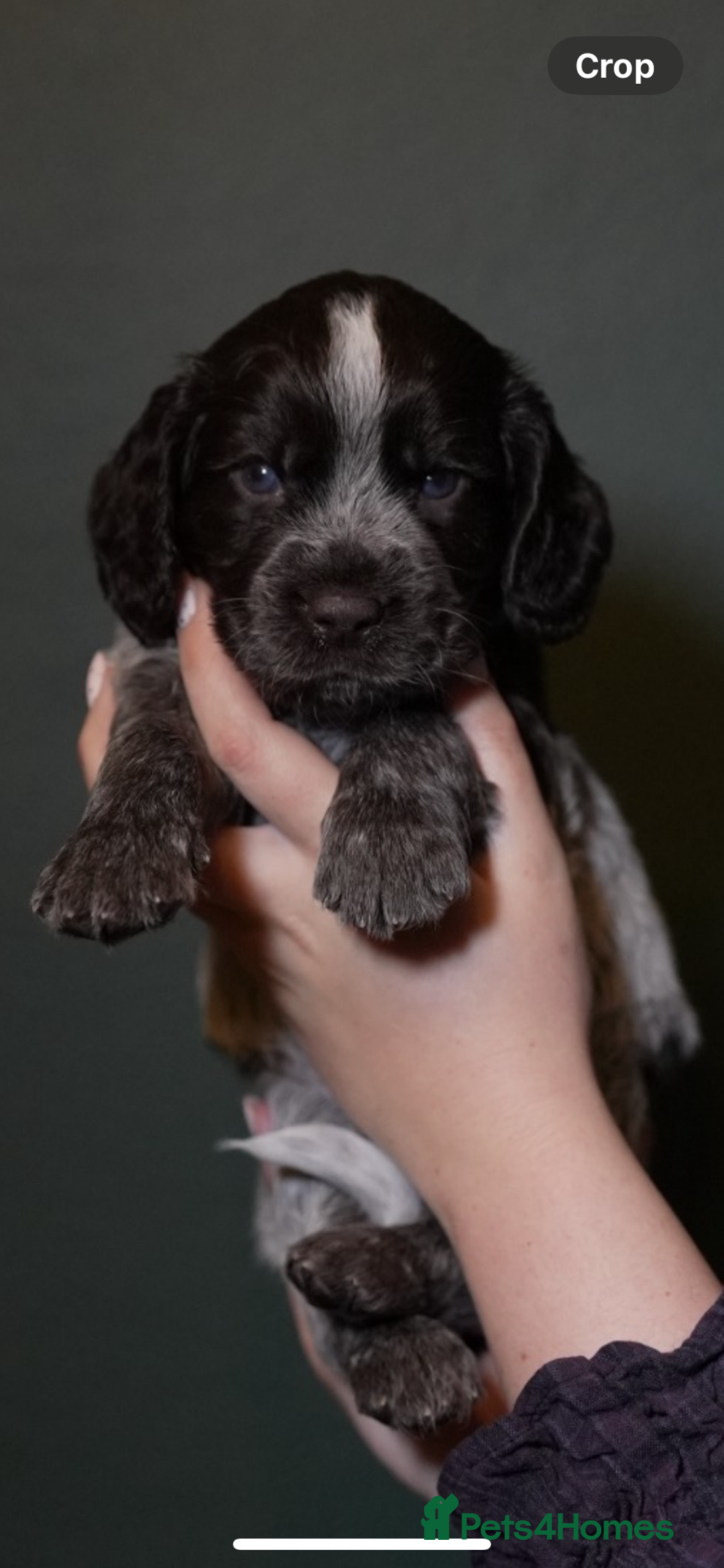 Cocker Spaniel dogs for sale: KC Registered Working Cocker Spaniel Puppies  - Advert 19
