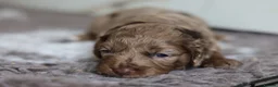 Cavapoo dogs for sale: F1 rare chocolate/choc Merle Cavapoo pups - Advert 38
