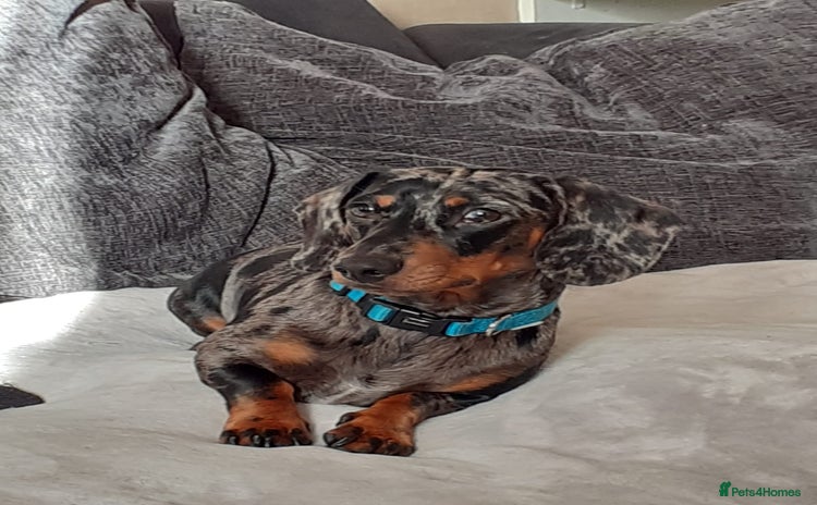 Miniature Dachshund dogs - Advert 1