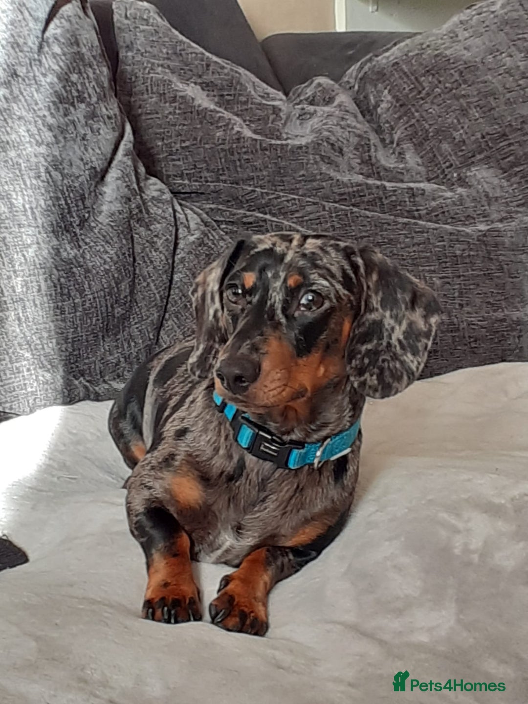 Miniature Dachshund dogs for stud: Stunning Silver Dapple and Tan stud - Image 1