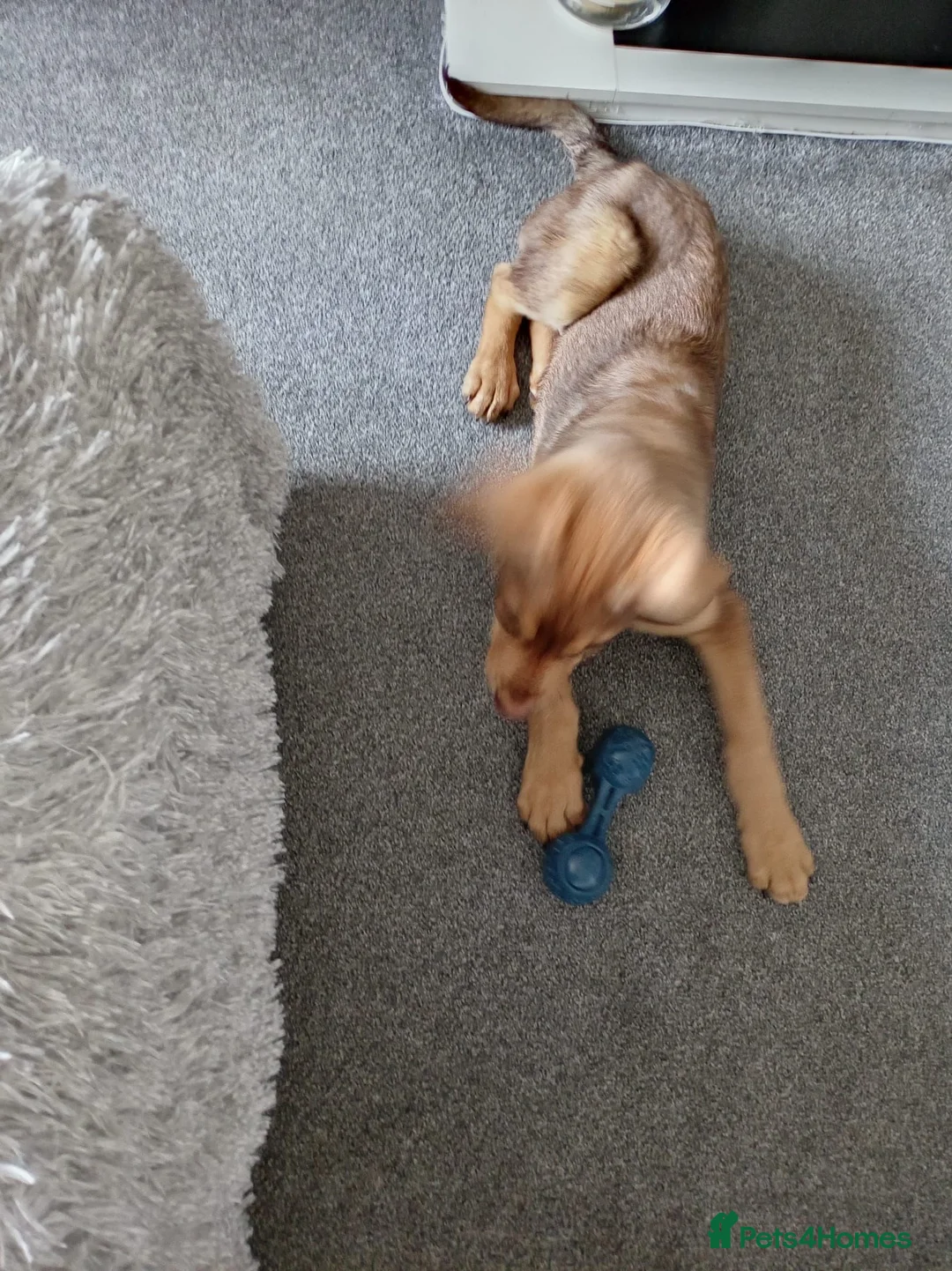 Mixed Breed dogs for adoption: Donut 🍩  in Belper - Advert 7