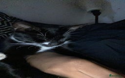 American Shorthair cats for sale: Lucky/clover - Advert 2