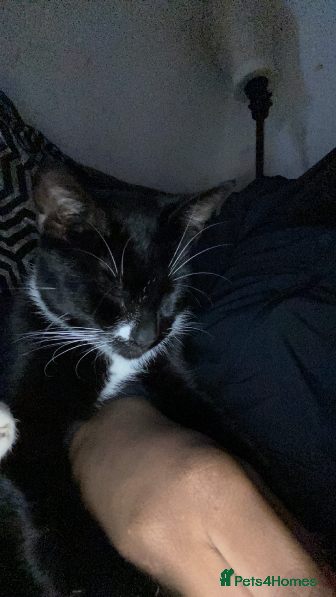 American Shorthair cats for sale: Lucky/clover - Advert 2