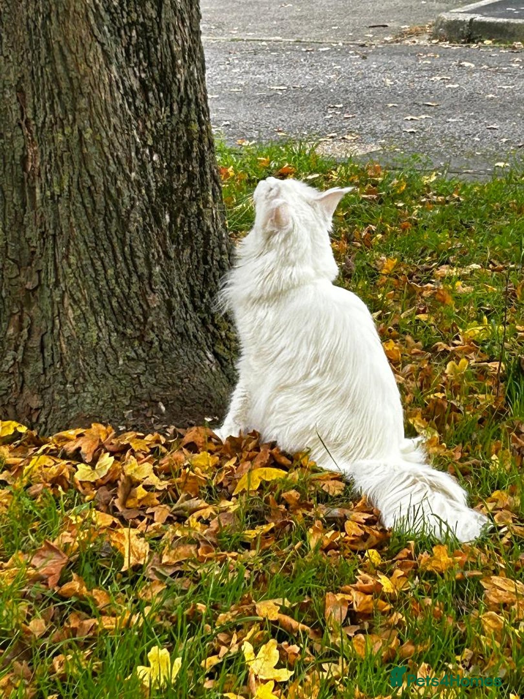 Maine Coon cats for sale: Beautiful White Maine Coon Male 6 Years Old £830  - Advert 16