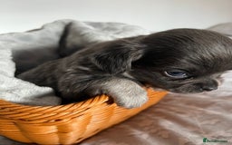 Chihuahua dogs for sale: Beautiful boy long hair Chihuahuas for sale  - Image 5